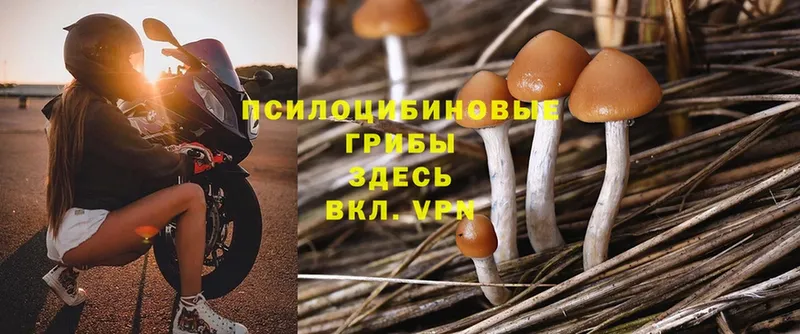 Галлюциногенные грибы Psilocybe  купить наркотики цена  Королёв 